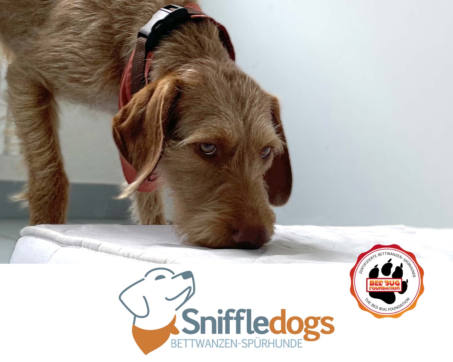 SniffleDogs